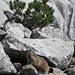 Alpemmurmeltier (Marmota marmota)