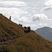 auf dem Weg zur Wandspitze treffen wir auch auf eine ganze Herde Ziegen die schüchtern und neugierig sind..