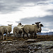 ein paar Schafe oberhalb der Husegghütte