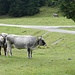 Vieh im rechten Winkel