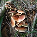 More mushrooms.