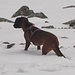 Hund kämpft mit Schnee