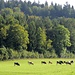 Weide-Idylle bei Gut Bronnen. Es wird nicht mehr lange dauern, bis die Wälder im Herbstgold erstrahlen