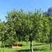 Apfelbaum am Jägerhaus