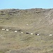 Schafe kommen von der Sommerweide zurück
