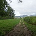 Nun geh ich Wenslingen entgegen. Im Dorf zweigt der Weg ab, der über die Bettstigi ins Eital hinunter führt.