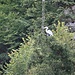 Ein Graureiher auf einem Nadelbaum.