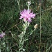 Centaurea jacea L. s.str.<br />Asteraceae<br /><br />Fiordaliso stoppione.<br />Centurée jacée.<br />Gewöhnliche Wiesen- Flockenblume.