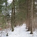 vielfach wandern wir auf angenehmen Waldwegen