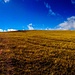 Gold-orange Wiesenlandschaft