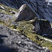 Gleich oberhalb der markierten Felsen kommt man mit dem Normalweg Oeschinensee-Fründenhütte zusammen.