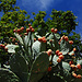 Kaktus mit Früchten