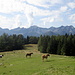 Alpe Peù.... un terrazzo sospeso e non si capisce da dove siano saliti i cavalli.