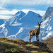 Steinbock mit Castor und Pollux