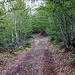 Anfangs führte die Route durch einen Waldgebiet. Rechts kann man gut erkennen, dass der Weg in Bäumen gut markiert ist, mot rot-weiss-rot oder weiss-rot-weiss. Das gilt aber bis zum See