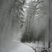 unterwegs zum Taubenberg, Schnee fällt von den Bäumen