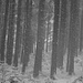 Schneegestöber auch im Wald
