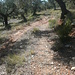 Hier habe ich wohl eine Abkürzung durch die Olivenbäume genommen, der Weg wurde dann wieder besser.
