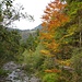Herbstfarben am Giessenbach