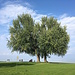 Letzter Baum vor dem Bodensee