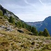 Alpe Pampined - links am Bildrand eine Ruine. Diese Alp war in den 1950igern noch bestossen! Links ist der Weg nach Alpe Costa zu erkennen.