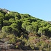grüne Wälder am Monte Moro, leider nicht zugänglich
