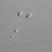Foto di chiusura ... impronte di lepre nella neve