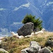 Sie nahmen es gemütlich. Schafe am Gipfel wurden dagegen eher lästig und mussten vertrieben werden.<br /><br />Aschbach am Hang drüben war unser Ausgangspunkt am nächsten Tag. Nach einem Stadtbummel in Meran gingen wir noch auf das Vigiljoch (1750 m) zum Schuhe einlaufen und Apfelstrudel-Essen