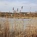 Malhostický rybník (Malhostizer Teich)