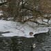 für den Blickfang sorgt noch einmal das Entenpaar - hier am Übergang vom Eis zum offenen Wasser