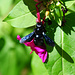 Große schwarze Insekten, wahrscheinlich die Violette Holzbiene. Hat's gerne warm, man trifft sie mittlerweile auch bei uns an.