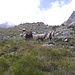 Wieder am oberen Ende des grünen Rückens. Auch die Schafe hatten in der Zwischenzeit den Abstieg begonnen.