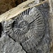 ... stösst unter anderem auf diesen wunderbaren Ammoniten 