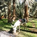 Bahariya - Spaziergang durch den Palmenhain