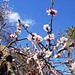 Blütezeit im Februar - Mandelbäume