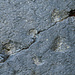Die Spuren selber sind in einem abgesperrten Areal einer Felsgrube.