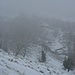 Bechburg im Nebel