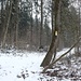 10 cm Schnee auf dem Waldweg