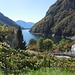Reben und der Lago di Vogorno