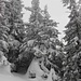 Herrliche Winterlandschaft mit tiefverschneiten Bäumen