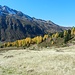 Herbstwald im Sertigtal