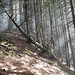 Aufstieg in der steilen, bewaldeten SW-Flanke des Risetestocks 4