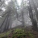 mystisch, der Aufstieg in der steilen, bewaldeten SW-Flanke des Risetestocks 3