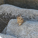 Chipmunk, animal emblématique des PN de l'Ouest US