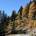 Golden October - the Larch trees are really colorful now.