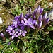 eine hübsche blaue Blütenpflanze, ein Deutscher Enzian (Gentiana germanica)?