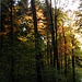 Herbststimmung im Wald bei Gosseltshausen
