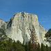 El Cap (l'éboulement est visible en bas à D, sous les branches du pin)