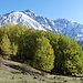 Im Kaukasus liegt die Baumgrenze höher als in Europa. 