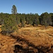 Paysage de haut-marais, entre Haldimattstock et Looegg